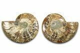 Cut & Polished Ammonite Fossil - Madagascar #377537-1